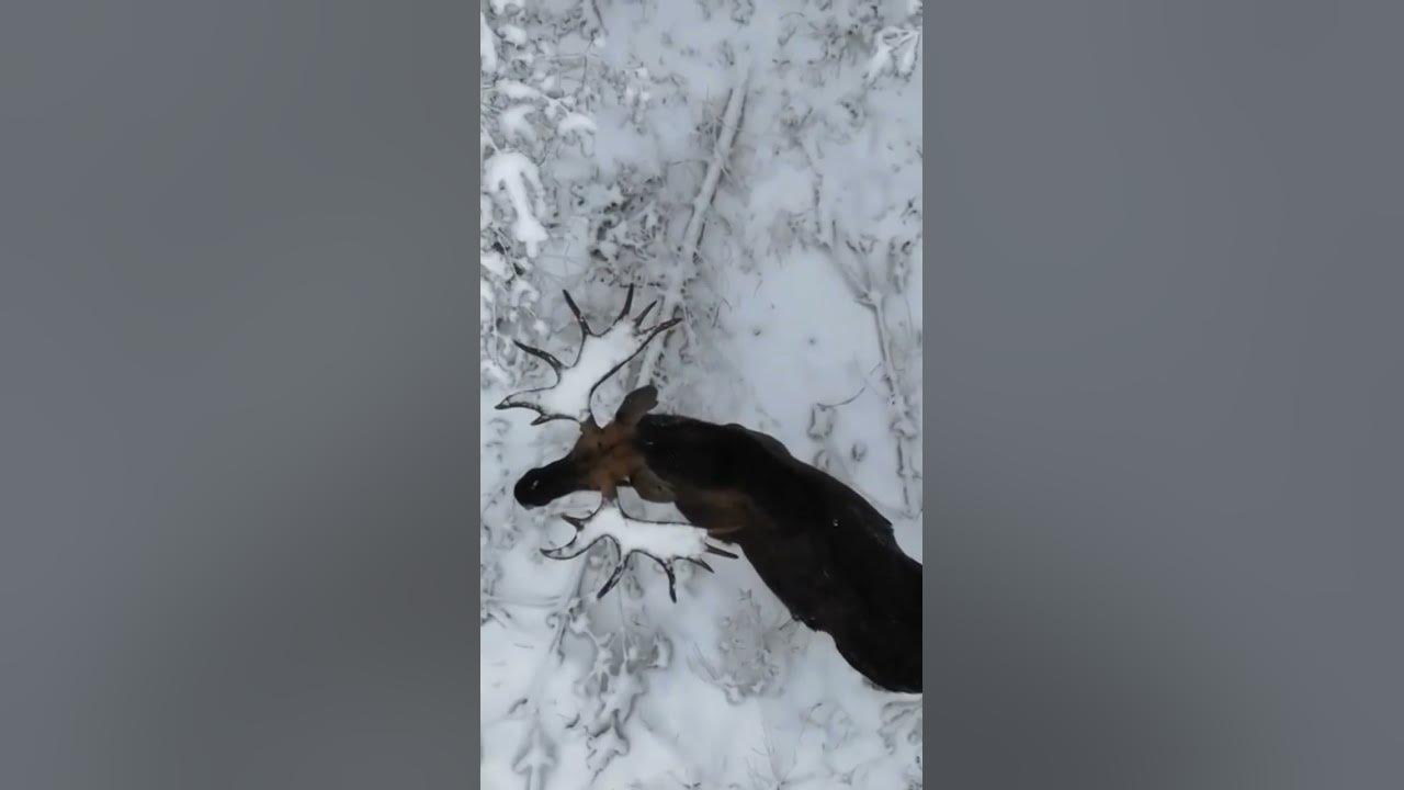 лось бежит по снегу. красный бор охотничье хозяйство. лоси с квадрокоптера. лоси с квадрокоптера. животные напали на дрон.