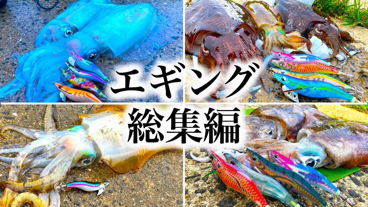 総集編】春イカを追い続けた3ヶ月、デイエギングで爆釣！その場で料理