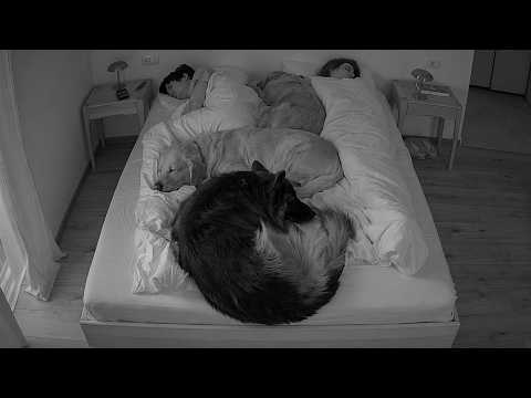 What My Dogs Do At Night