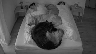 What My Dogs Do At Night