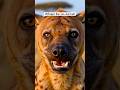 சிரிப்பு மாதிரி சத்தம்… ஆனால் பயங்கர வேட்டைக்காரன்! | Laughing Hyena Mystery