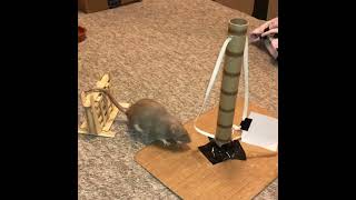 My pet rat Bean doing a Mario agility course! #shorts
