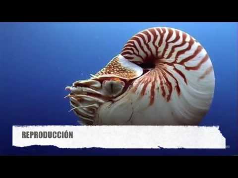Video: ¿Cuándo se lanzó el Nautilus?