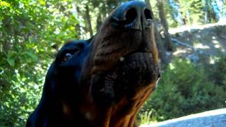 Coonhound howling