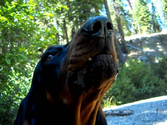 Coonhound howling - YouTube