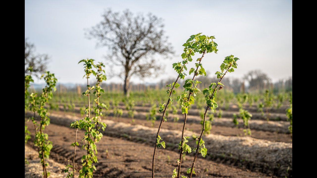 #6 Web série Amont Fruitier Andros - Le verger expérimental / The experimental orchard