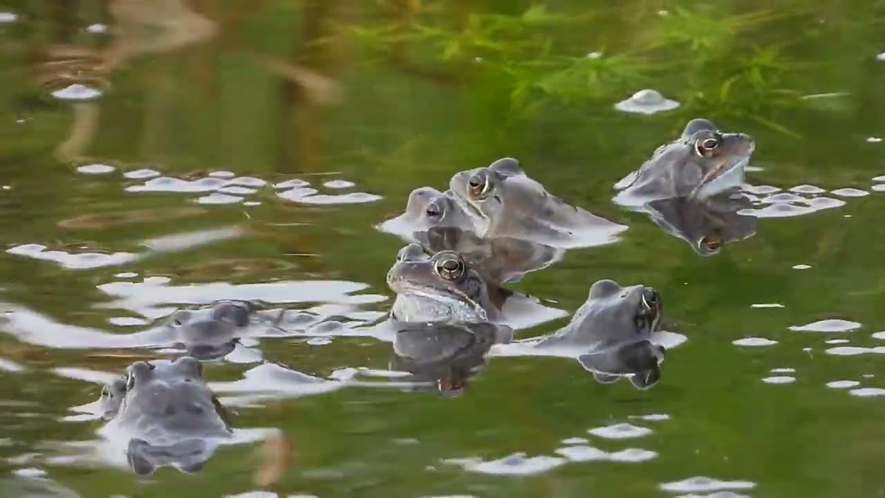 Bruine kikker - Rana temporaria