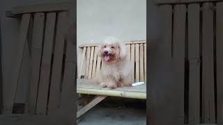 My King #shorts #shortvideo #funny #dog #thekingdomofmaltipoo