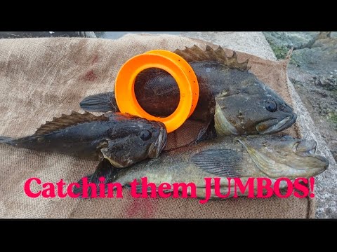 Catching BIG rockfish on the handline (2 PBs)