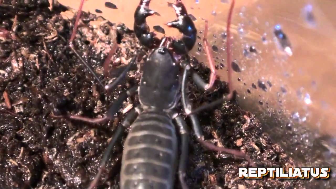 vinegaroon molting YouTube
