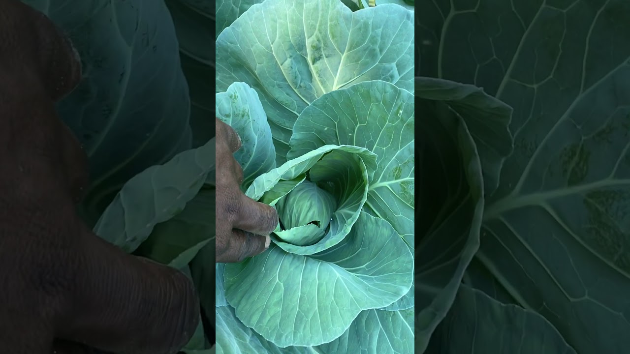 how to get rid of cabbage worm organic garden