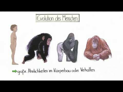Video: Sind Menschen Die Vorfahren Von Affen? - Alternative Ansicht