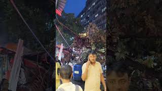 গাছ উপড়ে পড়ে গেলো