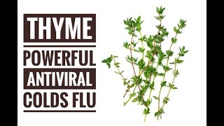 Thyme - Powerful Antiviral Agent for Colds and Flu