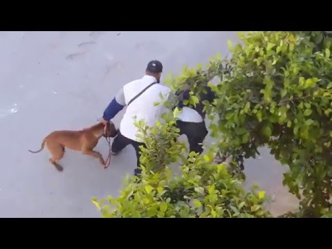 Les chiens de la police | FunnyDog.TV Les chiens de la police | FunnyDog.TV