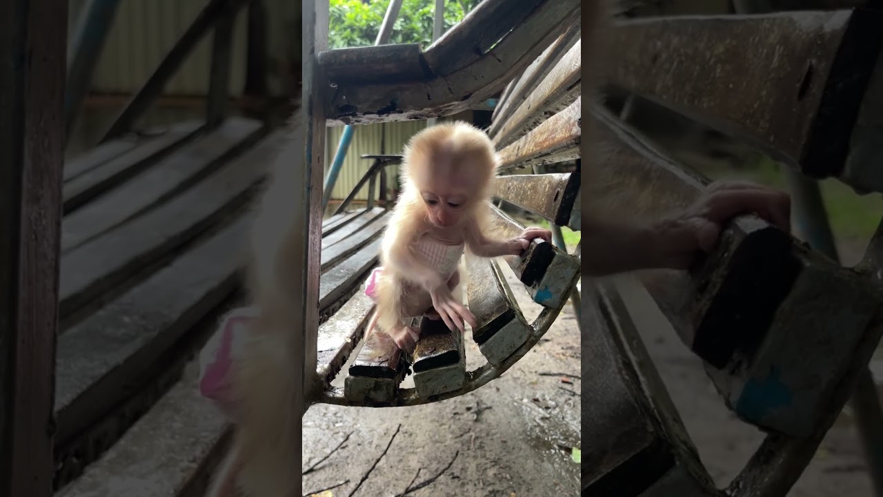 welcome to Newborn Monkey A Tong