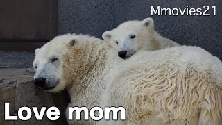 Polar Bear mom & daughter ララとリラ　午後のまどろみ ホッキョクグマ