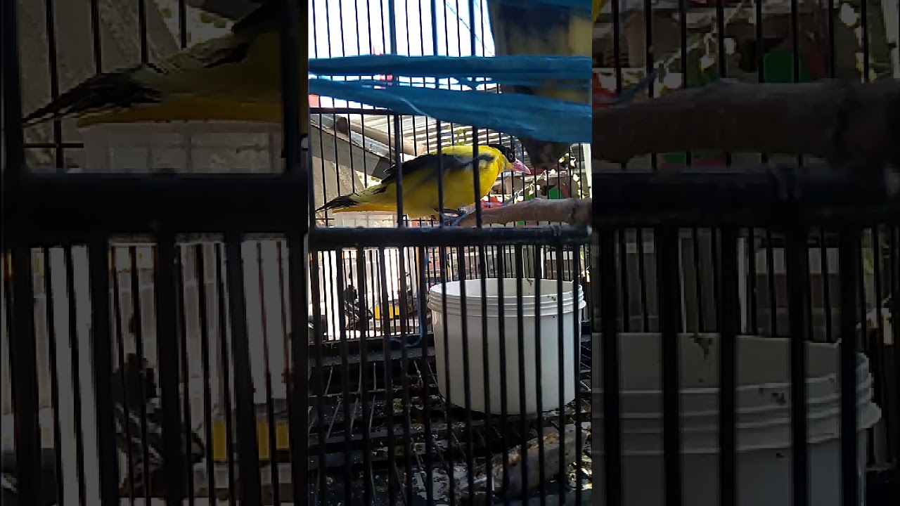 Burung tiba tiba bergetar 
