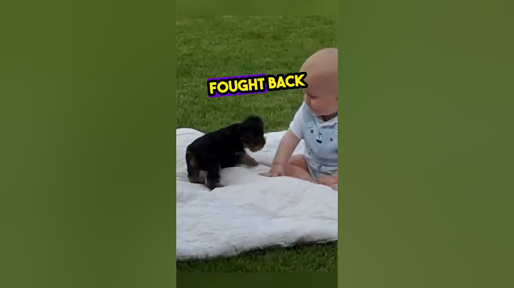 Little Yorkie just wanted to play with the baby...😢❤️ #shorts