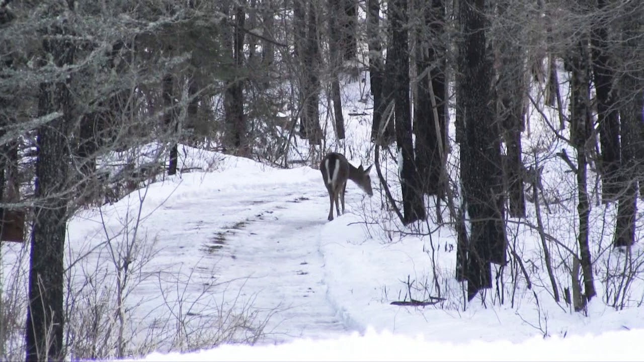 Northern Maine Deer Yard PT 2 YouTube