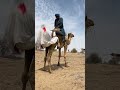 الزوج والزوجة يلعبان فوق جمالهما وهما معلقان