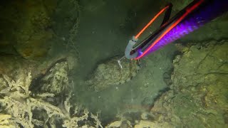 Night spearfishing , jackpot sa marble grouper at bauglan kakulay lang ng damu ang isdang to