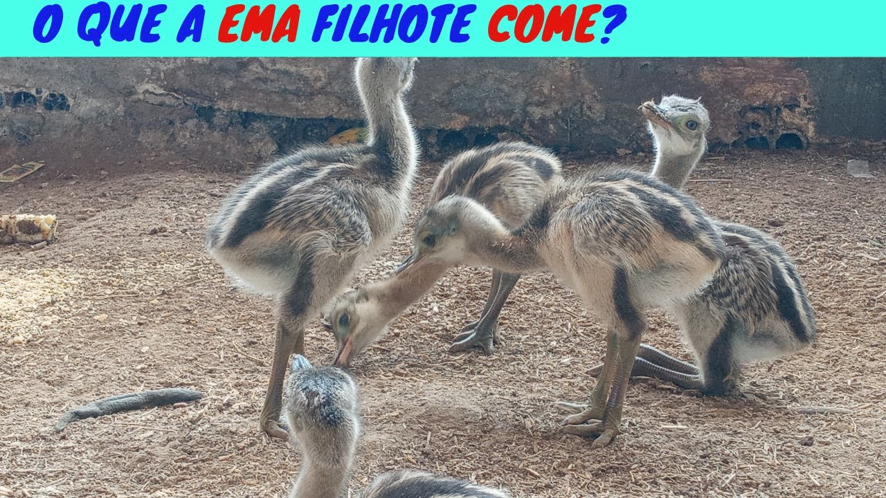 Como Alimentar EMA Filhote. Como Criar EMA Emu Australiano e Avestruz Filhote.