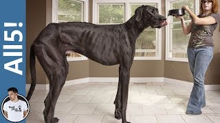 5 Of The Largest Dog Breeds In The World!