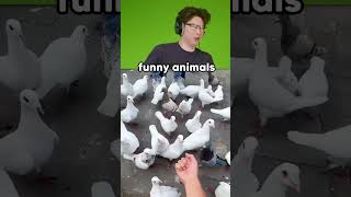 Cute And Funny Animal Videos😂 #reaction