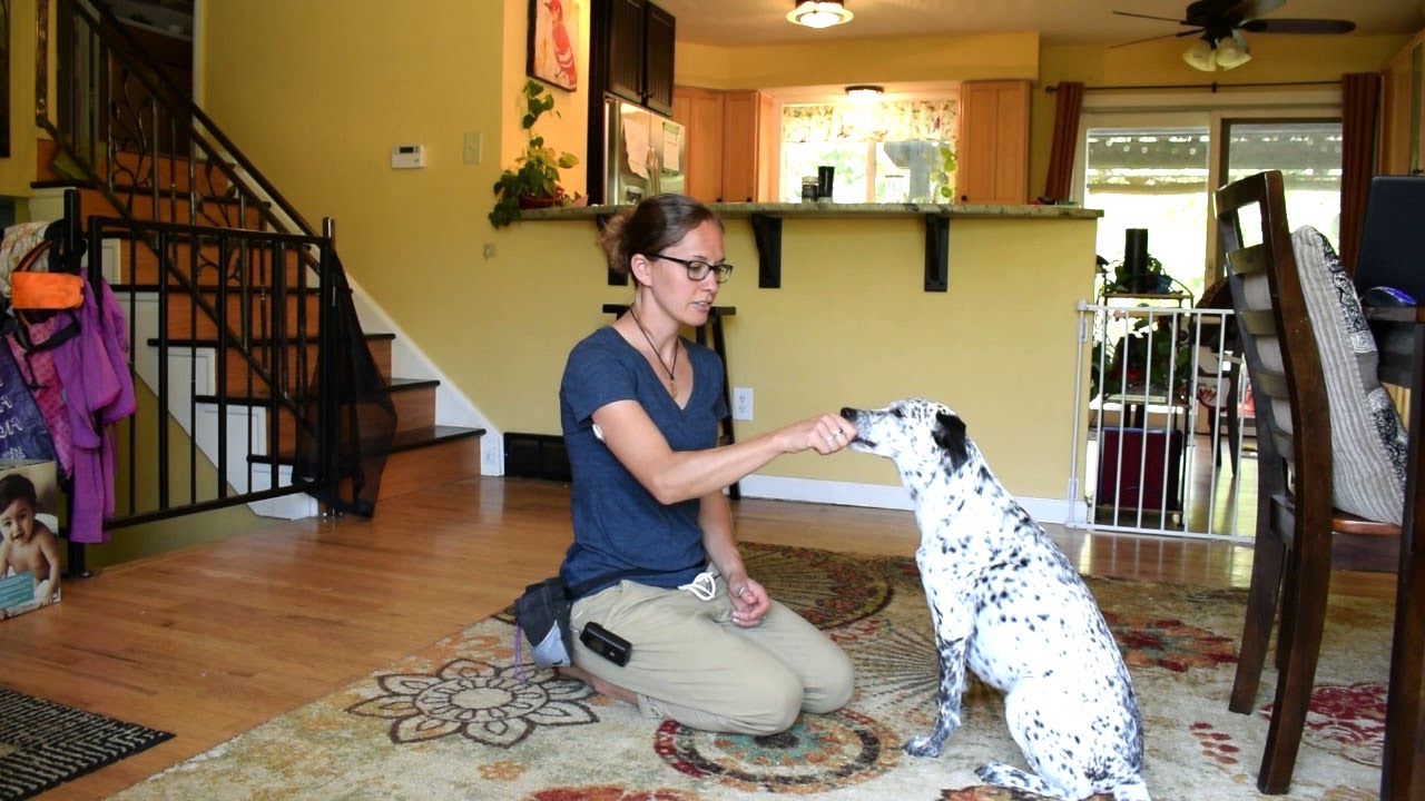 How to Train dog to Shake Hands YouTube