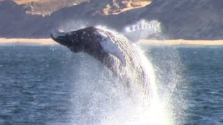 Monterey Bay Whale Watching Capital of the World™ #Monterey