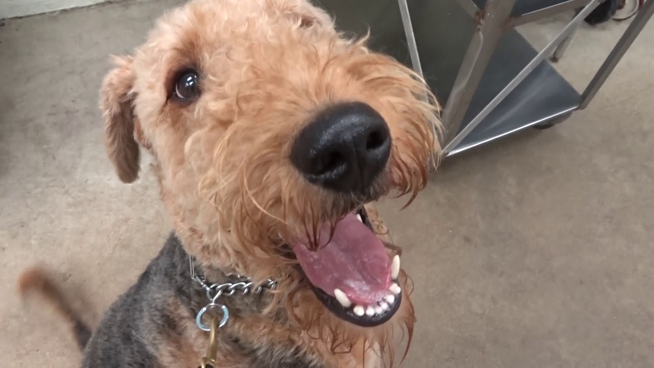 Allan Ross Dog Training YouTube