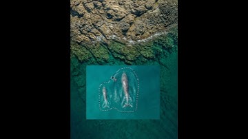 How to Blend Two Different Images using Auto Blend Layers in Photoshop