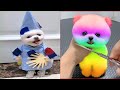 Tik Tok Chó Phốc Sóc Mini | Funny and Cute Pomeranian Videos #22