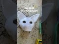 All of the canine masks I’ve made!! #alterhuman #theriangear #therianmask