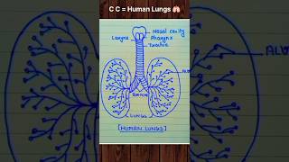 Human lungs 🫁 #lungs #diagram #humanbody #biology #bio #reelsindia #shortsvideo #art #shorts