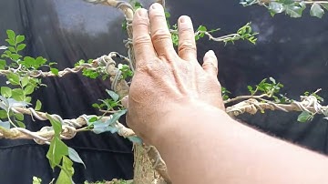 Chỉnh sửa nguyệt quế dáng trực, tứ diện đi dây nước hai