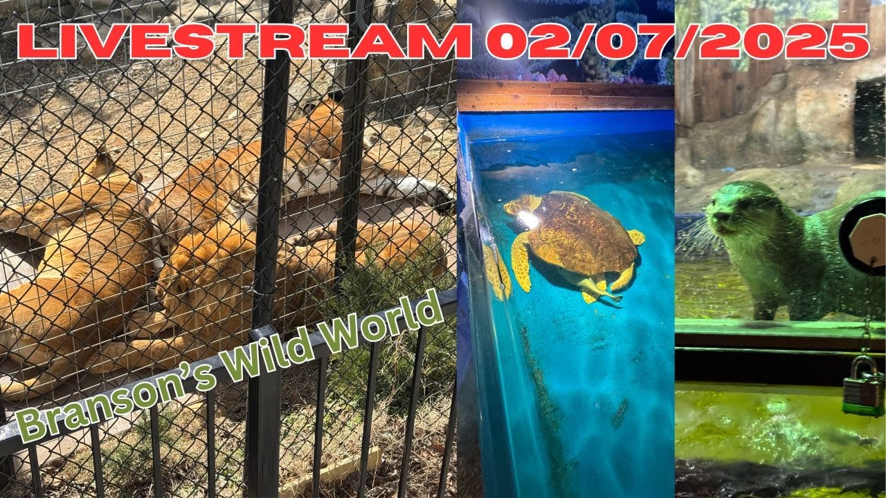 Join Me Live At Branson’s Wild World! | 02/06/2025 | Branson Missouri