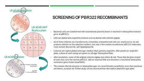 Vector for E.coli(2) | Screening of PBR322| Insertional inactivation of antibiotic resistance|