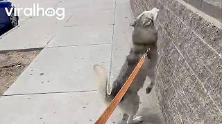 Details Indy the Husky Likes to Find His Own Path || ViralHog Update