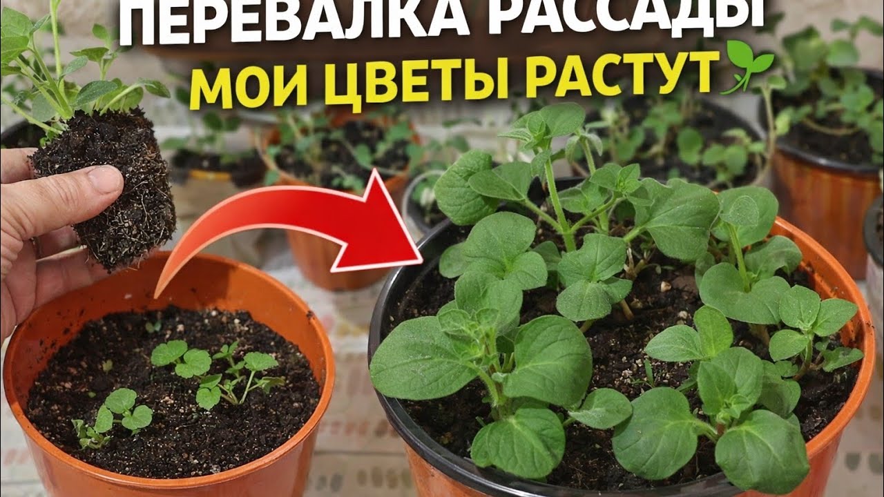 Перевалка рассады🌱.Мои цветы🥀 потихоньку растут