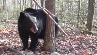 Chris Christie NO NEW JERSEY BEAR HUNT