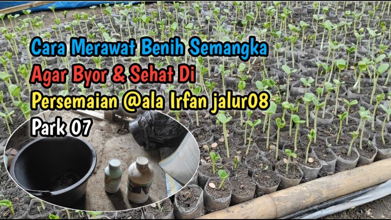 Cara Merawat Benih Semangka Agar Tumbuh Byor & Sehat Di Persemaian @ala Irfan jalur08