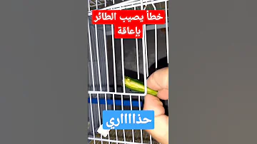 خطأ يرتكبه مربي الكناري قد يتسبب في إعاقة للطائر أو قتله 