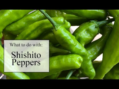 Video: Hvornår skal du vælge shishito peber?