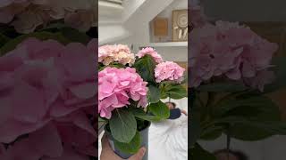 Will you be my girlfriend#pov#funny#comedy#skilt#shorts#humorous