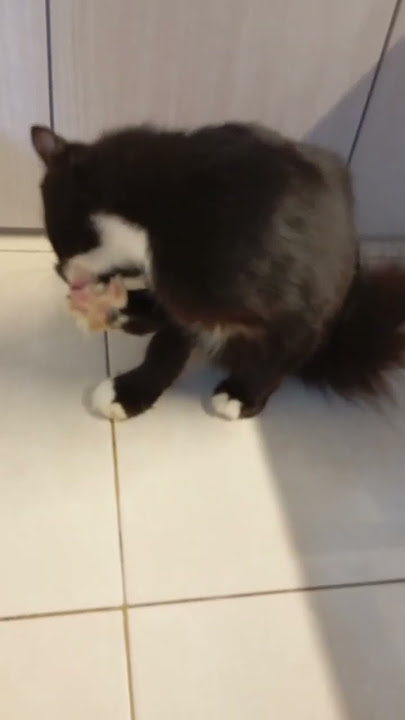 Duhhh gatel gatellll gatellll #funny cat #kucinganggoralucudanimut