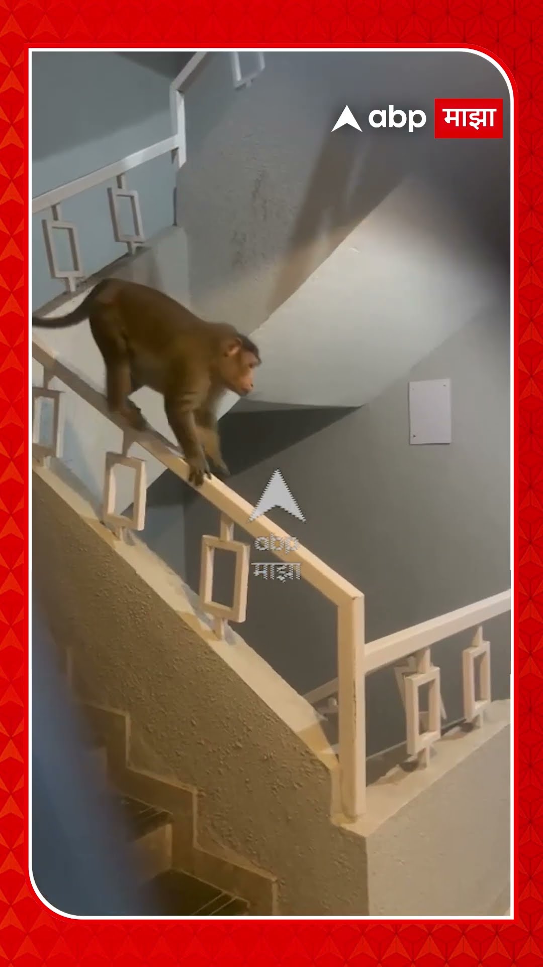 Vasai Monkey Attack : घरात घुसला,फ्रिज उघडून नासधूस केली; वसईतील सोसायटीत माकडाची दहशत