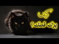 قطك لا يراك كما تظن الحقيقة الصادمة 