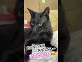めっちゃ可愛い猫の動画が撮れました！ #shorts #猫 #cat #黒猫 #動物 #animal #ペット